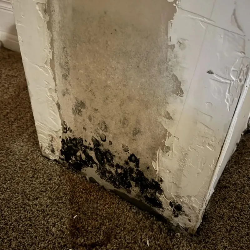 Professional Mold Removal in Ash Flat, AR